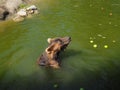 Wet bear in the water eats green apples. Eurasian brown bear Ursus arctos arctos is common subspecies of the brown bear Royalty Free Stock Photo