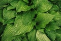 Wet Beautiful leaves Hosta with raindrops after rain, close-up. Hosta in the garden. Textures, banner. Royalty Free Stock Photo