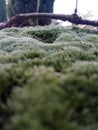 Wet and beautiful and nice grass in my yard