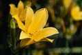 Wet beautiful yellow flower and green bud of Amur daylily or Hemerocallis middendorffii in the summer garden Royalty Free Stock Photo