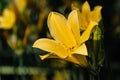 Wet beautiful yellow flower and green bud of Amur daylily or Hemerocallis middendorffii in the summer garden Royalty Free Stock Photo