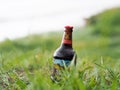 Wet beer bottle Old Miller on the grass close-up. Royalty Free Stock Photo