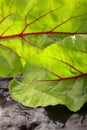 Wet beetroot leaves Royalty Free Stock Photo