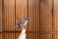 A wet berg Japanese finch sits on a perch after bath Royalty Free Stock Photo