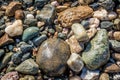 Colorful Round Sea Pebbles