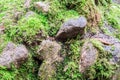 Wet stones and moss, close-up abstract background Royalty Free Stock Photo