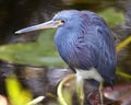 Closeup of a wet Tri Color Heron in the Florida Everglades Royalty Free Stock Photo
