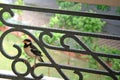 Wet bird on railing Royalty Free Stock Photo