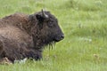 Wet bison on grass