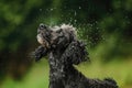 Wet Black Dog Shaking Off Water Outdoors Royalty Free Stock Photo