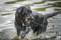 A wet Black Labrador playing in the lake with his ball Royalty Free Stock Photo