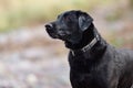 Wet black Labrador retriever