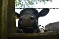 Wet black muzzle of cow behind old wooden fence with barbed wire, detail of sad cow head