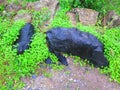 Wet black shiny rock in shamrock like weeds