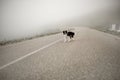 Wet black and white dog border collie stand on road in fog