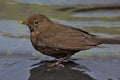 A wet blackbird chick bathes in the city fountain. Royalty Free Stock Photo