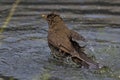 A wet blackbird chick bathes in the city fountain. Little songbird. Thrush chick. Royalty Free Stock Photo