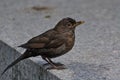 Wet blackbird chick after bathing on a light background. Royalty Free Stock Photo