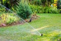 Wet blackbird on a green lawn. Automatic irrigation system watering grass in summer sunny day. Selective focus on bird Royalty Free Stock Photo