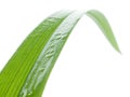 Wet blade of grass. Royalty Free Stock Photo