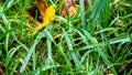 Wet blades of green grass on lawn in autumn rain Royalty Free Stock Photo