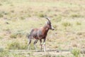 Wet blesbok in the Mountain Zebra National Park Royalty Free Stock Photo