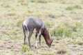 Wet blesbok in the Mountain Zebra National Park Royalty Free Stock Photo