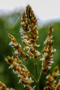 Wet blooming grass Royalty Free Stock Photo