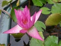 Wet blooming waterlily in crystal clear water Royalty Free Stock Photo
