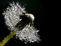 Wet blow-ball Royalty Free Stock Photo