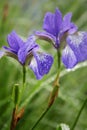 Wet blue iris with drops after rain Royalty Free Stock Photo