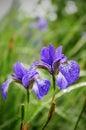 Wet blue iris with drops after rain Royalty Free Stock Photo