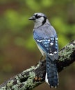 Wet blue jay