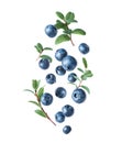 Wet blueberries with leaves in the air closeup isolated on a white background Royalty Free Stock Photo