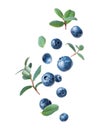 Wet blueberries with leaves in the air closeup on a white background Royalty Free Stock Photo