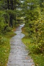 Wet Boardwalk Path Through Forest