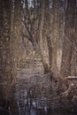 Wet bog and tall leafless trees