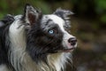 Wet border collie dog looking up Royalty Free Stock Photo