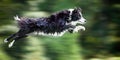 Wet border collie dog in midair