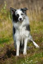Wet border collie dog in nature Royalty Free Stock Photo