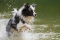 Wet border collie dog running in a lake Royalty Free Stock Photo