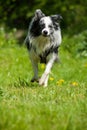 Wet border collie dog runs in a meadow Royalty Free Stock Photo