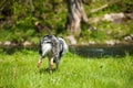 Wet border collie dog runs to the river Royalty Free Stock Photo