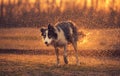 Wet Border Collie dog shaking Royalty Free Stock Photo