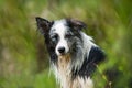 Wet border collie dog sitting in nature background Royalty Free Stock Photo