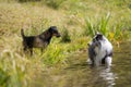 Wet border collie dog standing in a lake Royalty Free Stock Photo