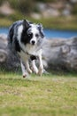 Wet border collie running on the bank of a lake Royalty Free Stock Photo