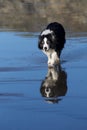 a wet walking border collie