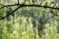 A wet branch of an apple tree and a thin web with dew drops Royalty Free Stock Photo