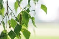 Wet branch birch tree during rain on a blurry background_ Royalty Free Stock Photo